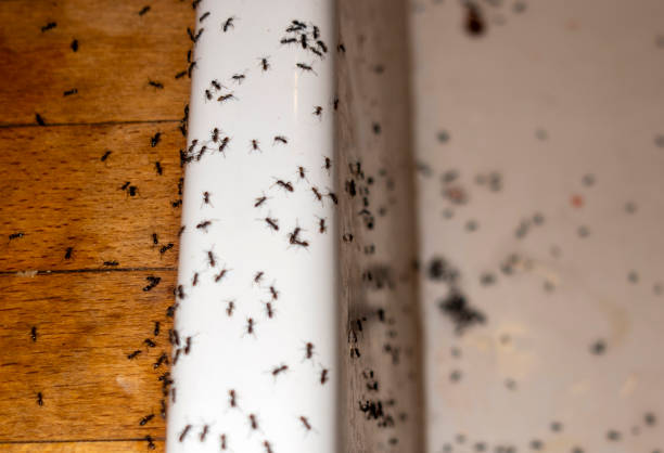 Best Pest Control Near Me in Yuma, CO